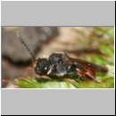 Nomada fabriciana - Wespenbiene w01 6mm.jpg